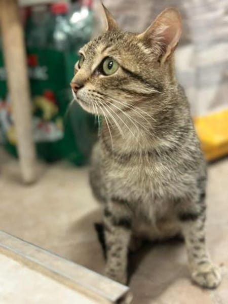 Tigermädchen Flia sucht ihre Familie