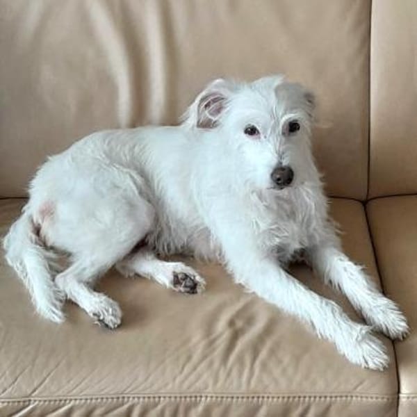 Familienfreundliche Traumhündin Julia