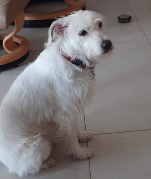 Familienfreundliche Traumhündin Julia