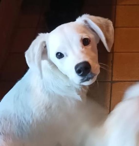 Oskar - kleiner Sonnenschein