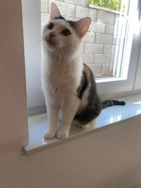 Tolle Kisa sucht neues Zuhause