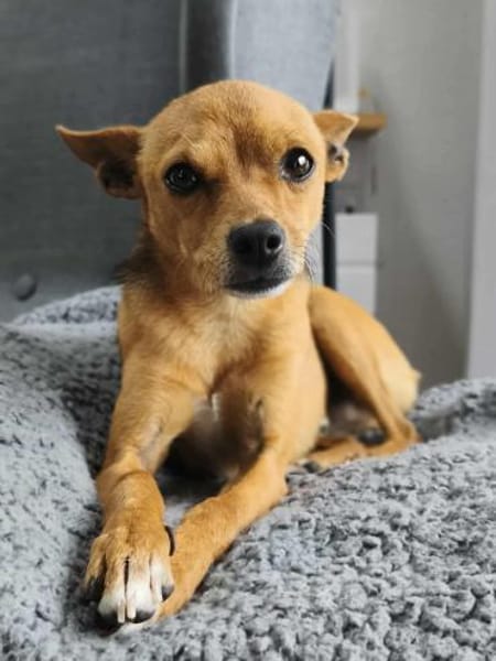 Obi, Sonnenschein auf der Suche