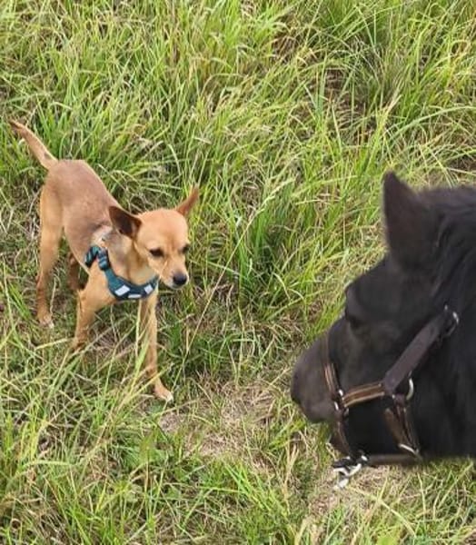 Obi, Sonnenschein auf der Suche