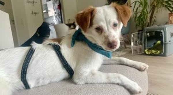 tolle kleine Hündin, Foxy, 38cm, 6kg