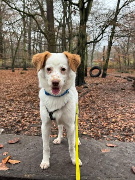 tolle kleine Hündin, Foxy, 38cm, 6kg