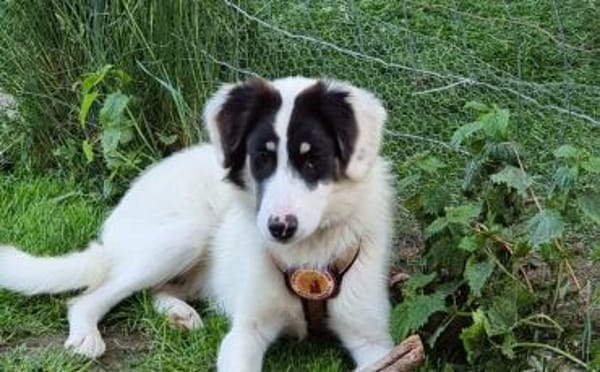 Loelia sucht ein liebevolles Zuhause!