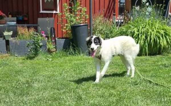 Loelia sucht ein liebevolles Zuhause!