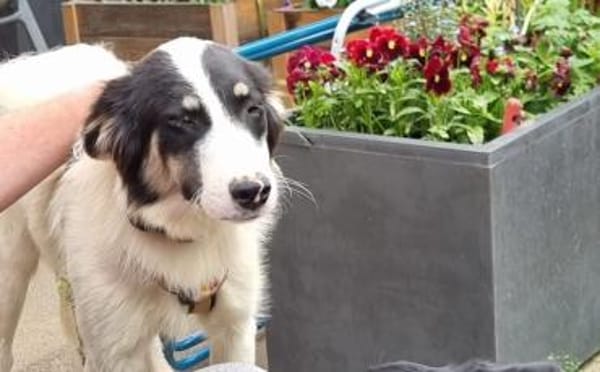 Loelia sucht ein liebevolles Zuhause!