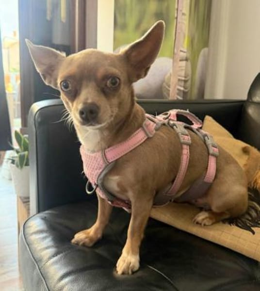 Izabella in 64546 Mörfelden #