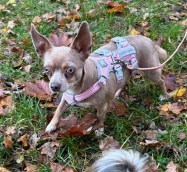 Izabella in 64546 Mörfelden #