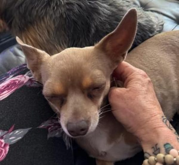 Izabella in 64546 Mörfelden #