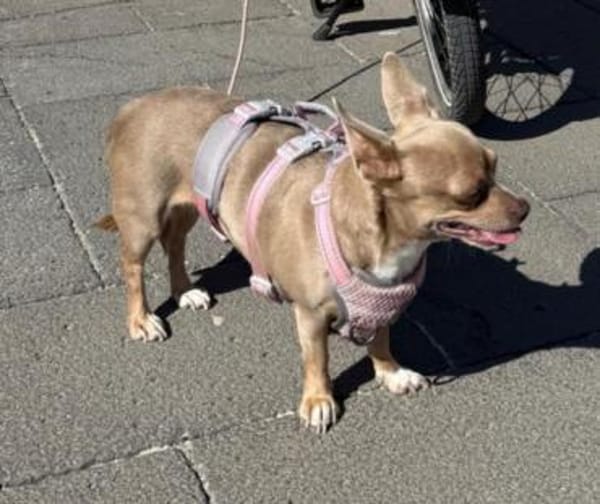 Izabella in 64546 Mörfelden #