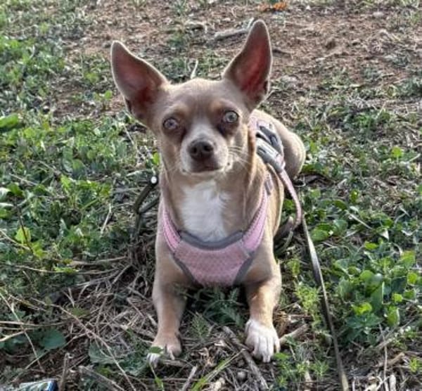 Izabella in 64546 Mörfelden #