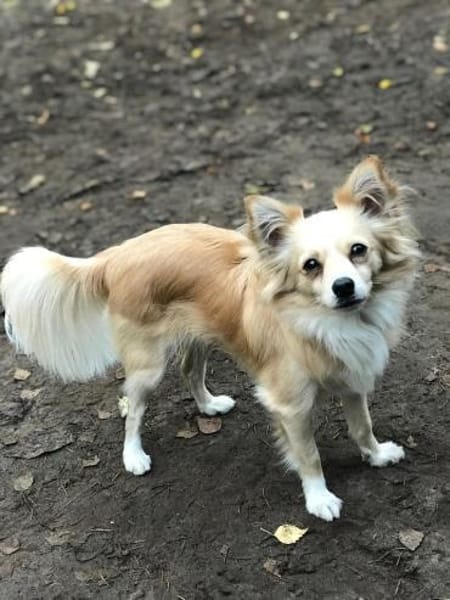 Zorrito, ein Zwerg auf der Suche