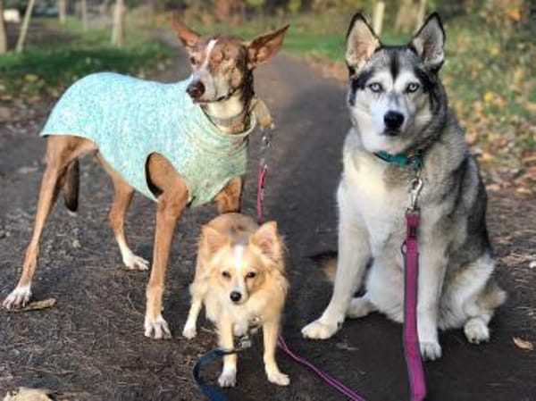 Zorrito, ein Zwerg auf der Suche