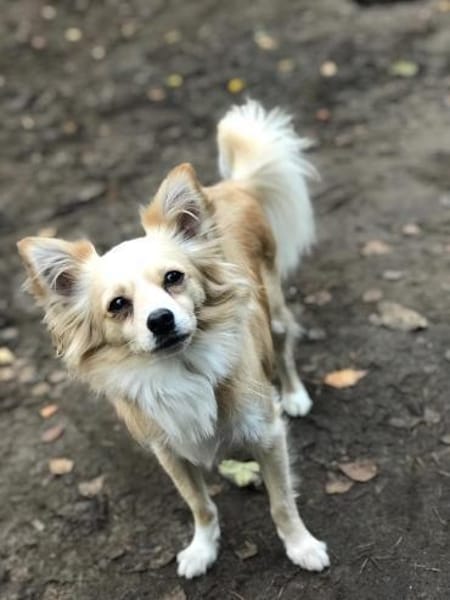 Zorrito, ein Zwerg auf der Suche