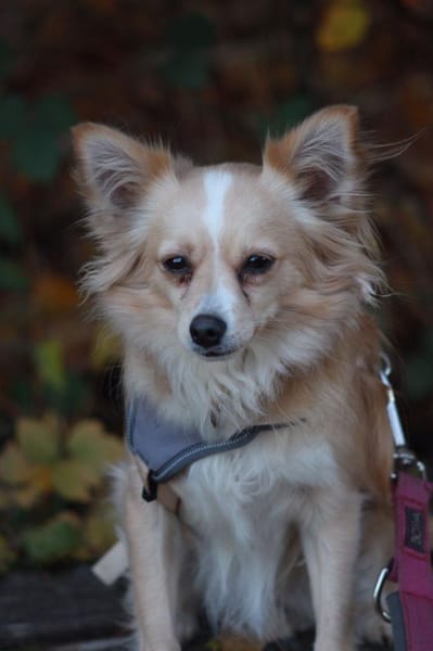 Zorrito, ein Zwerg auf der Suche