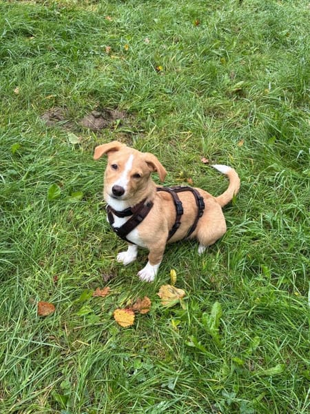 Numi wartet in 95460 Bad Berneck