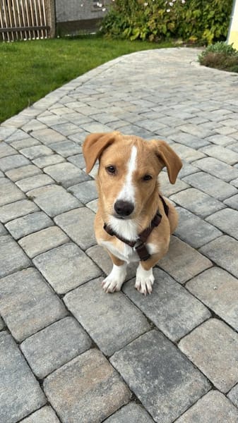 Numi wartet in 95460 Bad Berneck