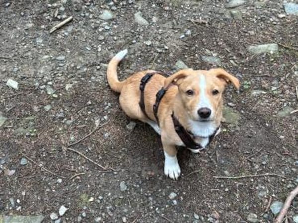 Numi wartet in 95460 Bad Berneck