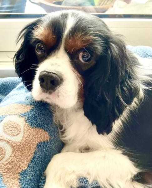 Lenny in 47877 Willich