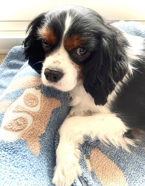 Lenny in 47877 Willich