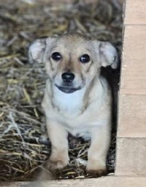 Daniel 20 cm (Nov 25) Pflegestelle