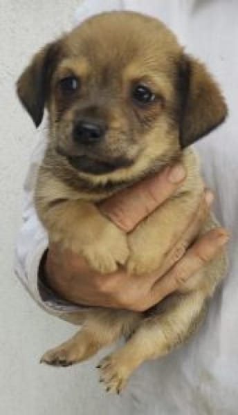 Daniel 20 cm (Nov 25) Pflegestelle