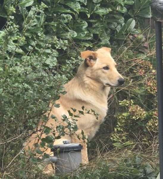 Maggie - ein toller Familienhund