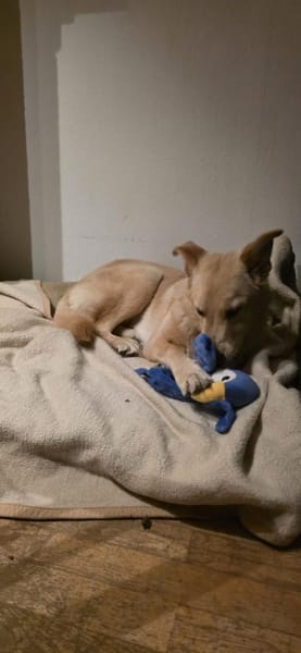 Maggie - ein toller Familienhund