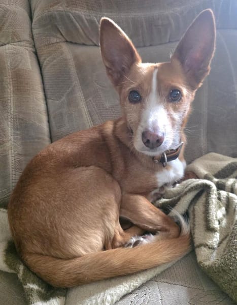 CHICCO LIEBT MENSCHEN UND KUSCHELN