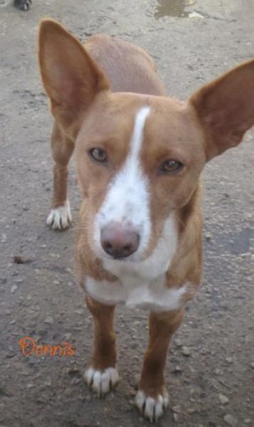 CHICCO LIEBT MENSCHEN UND KUSCHELN