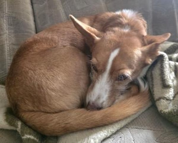 CHICCO LIEBT MENSCHEN UND KUSCHELN