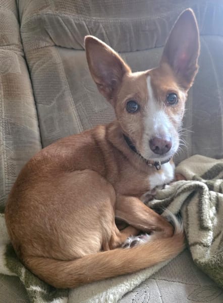 CHICCO LIEBT MENSCHEN UND KUSCHELN