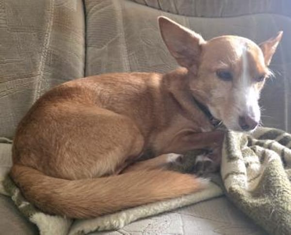 CHICCO LIEBT MENSCHEN UND KUSCHELN