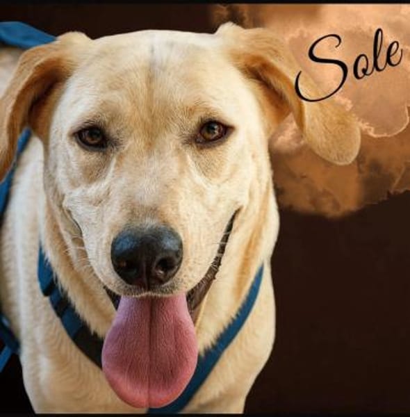 SOLE 🧡🧡🧡MÖCHTE IHR HERZ EROBERN