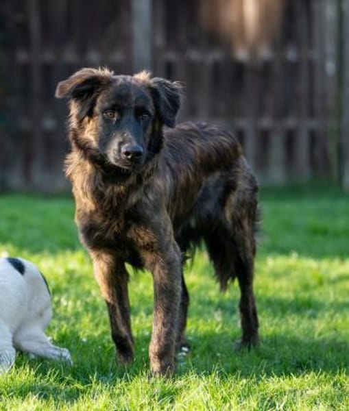 Caramelo - Traumhund in Deutschland