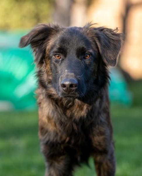 Caramelo - Traumhund in Deutschland