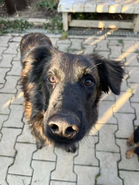 Caramelo - Traumhund in Deutschland