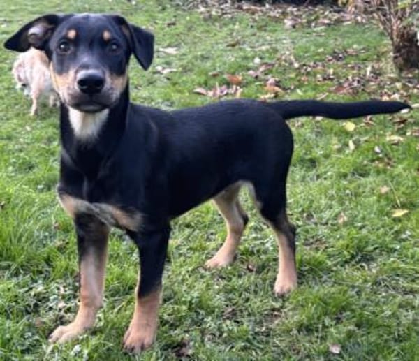 Süßes Hundekind Cai!