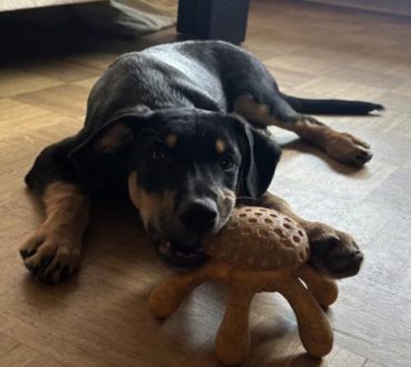 Süßes Hundekind Cai!