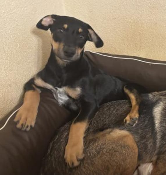 Süßes Hundekind Cai!