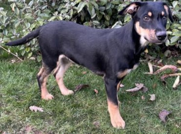 Süßes Hundekind Cai!