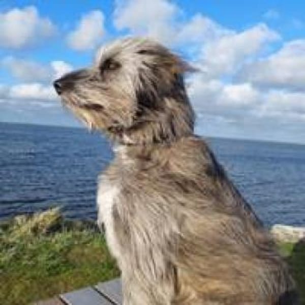 Ivette hübsche Wuschel-Hündin