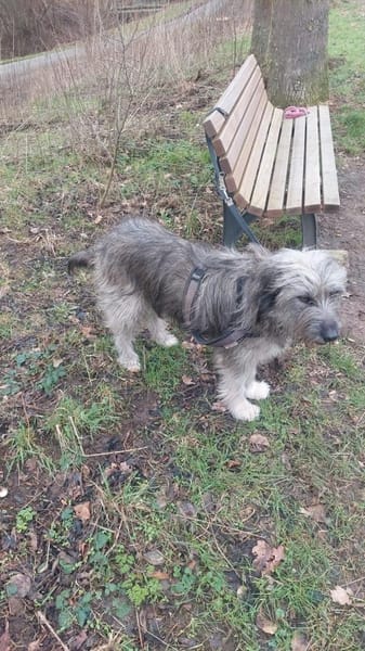 Ivette hübsche Wuschel-Hündin