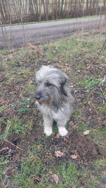 Ivette hübsche Wuschel-Hündin