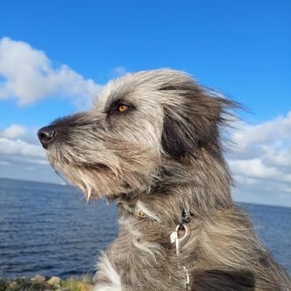 Ivette hübsche Wuschel-Hündin