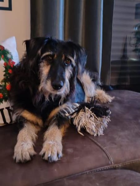 Sanfter RUDI sucht seine Menschen