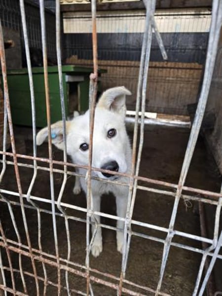 Klenerer Rüde sucht einfühlsame Menschen