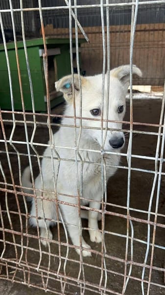 Klenerer Rüde sucht einfühlsame Menschen